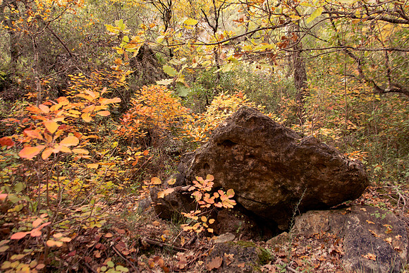 Lumières d'automne à Tourves