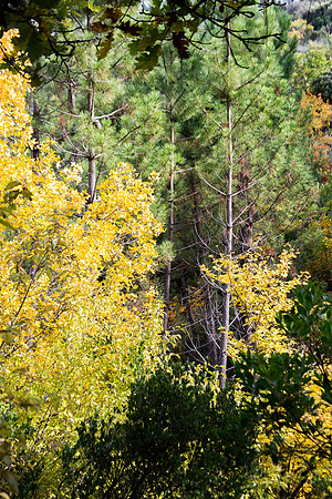 Lumières d'automne à Tourves