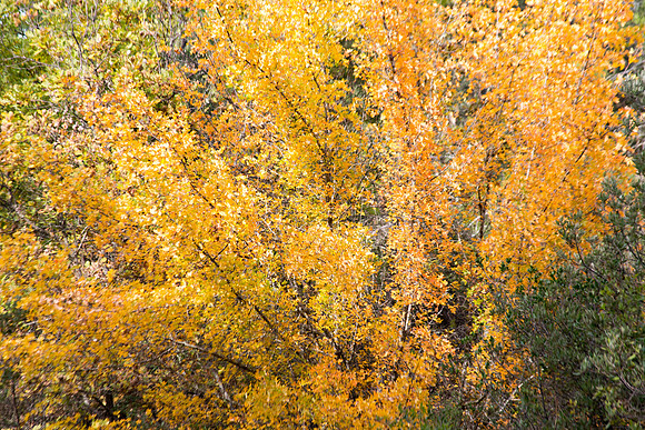 Lumières d'automne à Tourves
