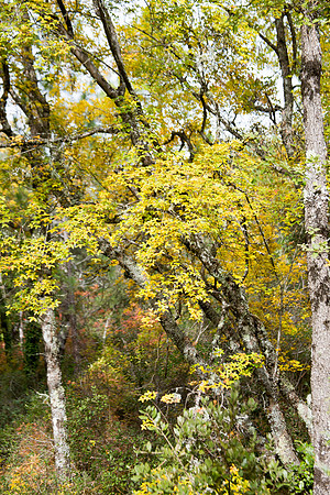 Lumières d'automne à Tourves