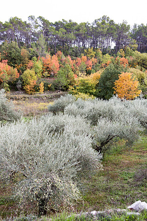 Lumières d'automne à Tourves
