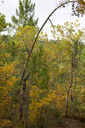 Lumières d'automne à Tourves