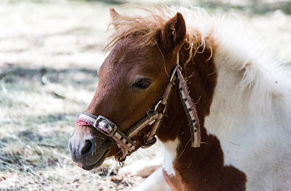 Un cheval à Correns