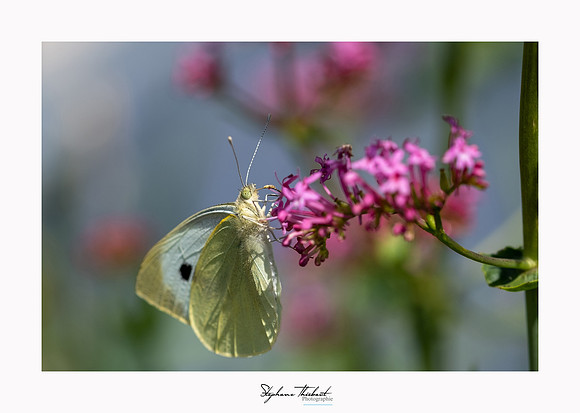 macrophotographie