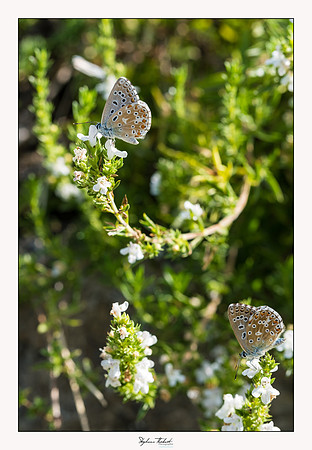macrophotographie