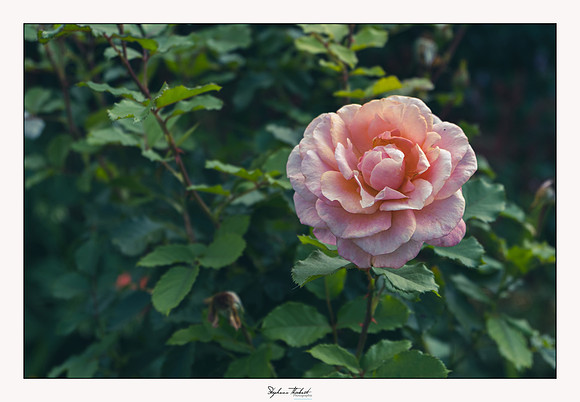 Giverny
