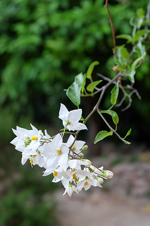 Une image de Cotignac