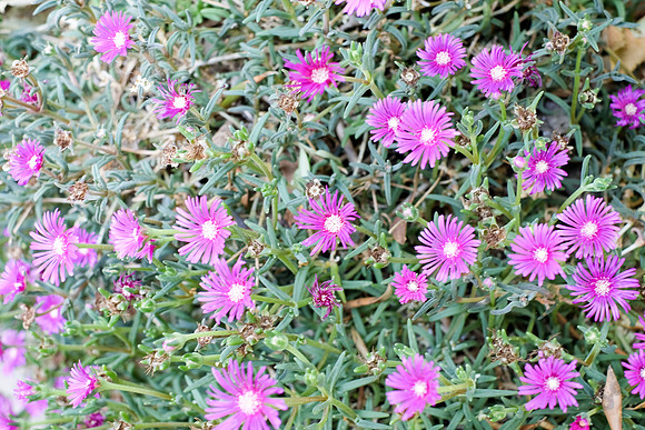 Des fleurs du Val