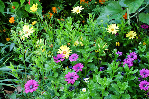 Des fleurs du Val