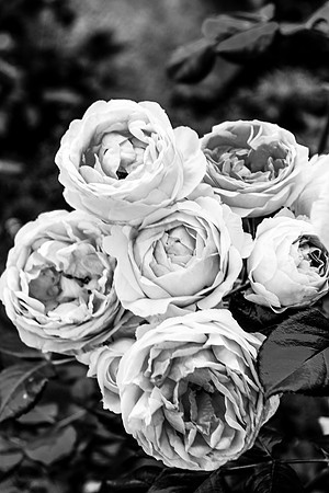 Des fleurs du Val