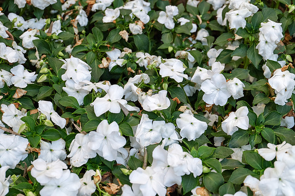 Des fleurs du Val