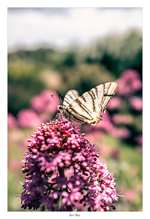 macrophotographie