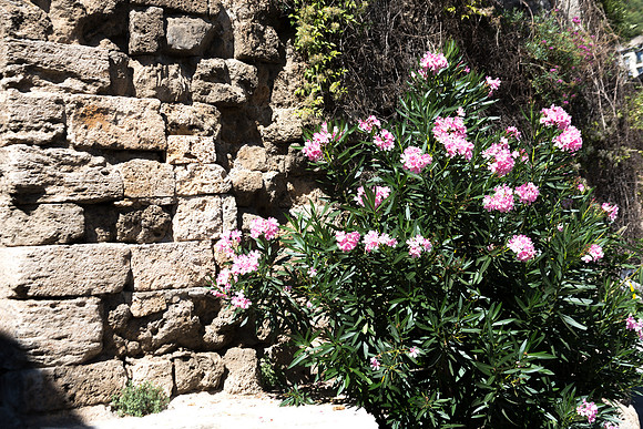 Quelques fleurs à Barjols