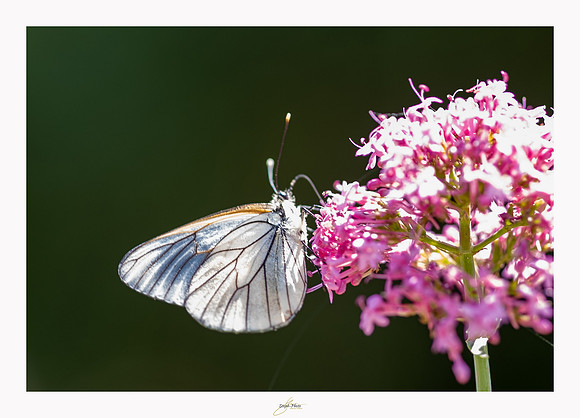 macrophotographie