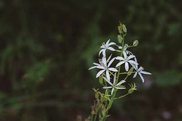 Fleurs de Bethléem
