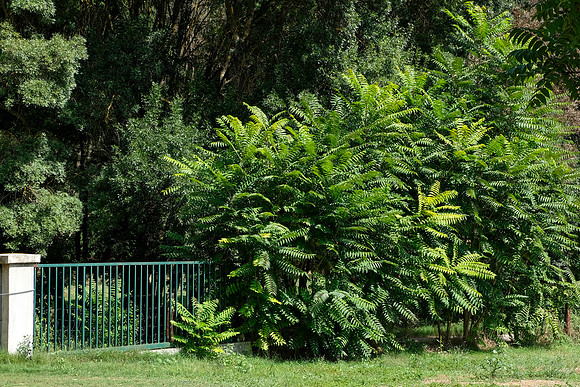 Le Tombereau de Bras
