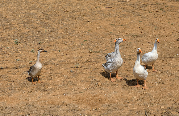 Le Tombereau de Bras