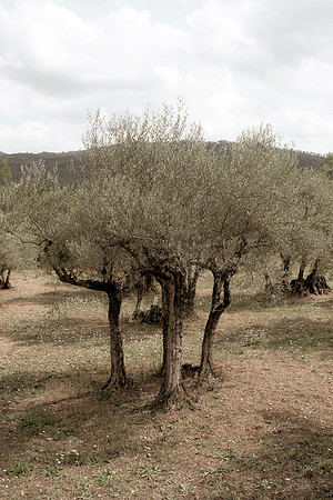 Le Tombereau de Bras