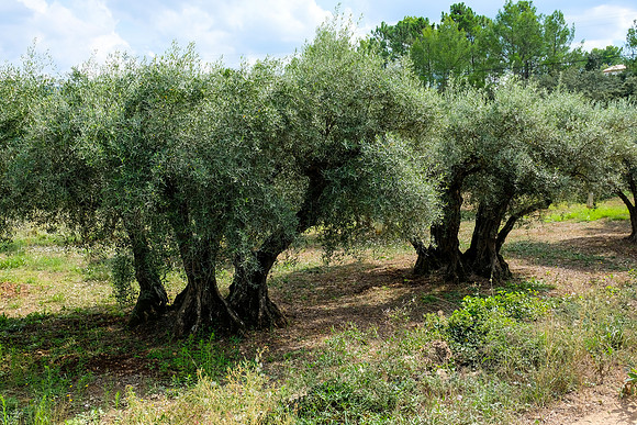 Le Tombereau de Bras