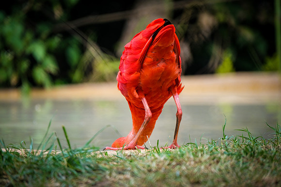 Ibis rouge de La Barben
