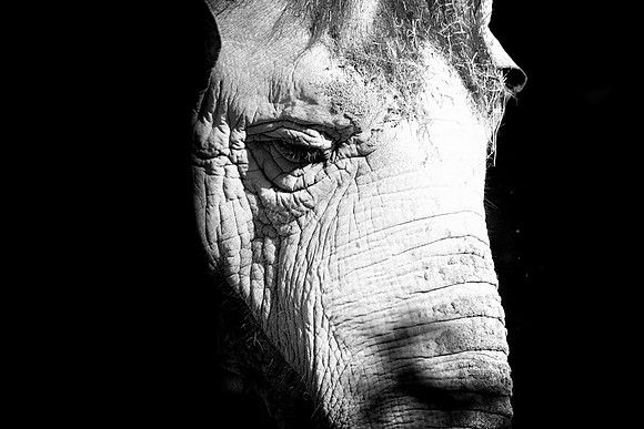 L'éléphante du Zoo de La Barben 2018
