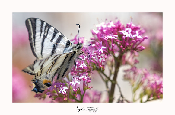 macrophotographie