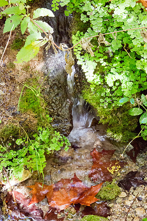 La Souces des Orris à La Roquebrussanne