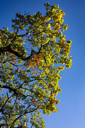 Nature à La Roquebrussanne