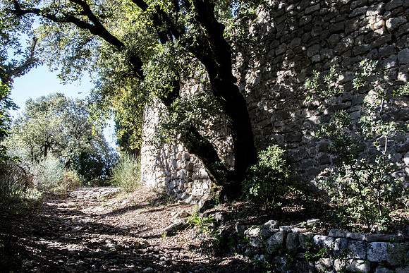 Nature à La Roquebrussanne