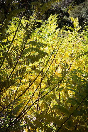 Nature à La Roquebrussanne