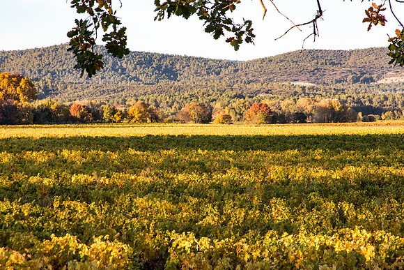 Vignes autour de La Roquebrussanne