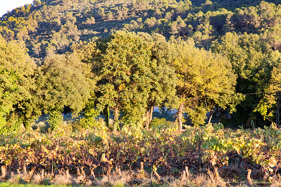 Vignes autour de La Roquebrussanne