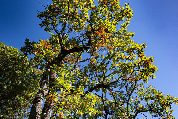 Nature à La Roquebrussanne