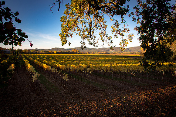 Vignes autour de La Roquebrussanne