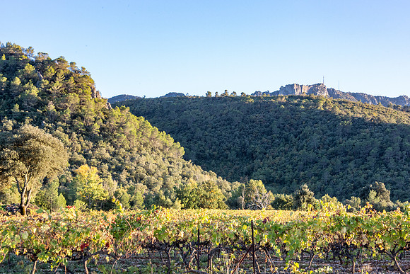 Vignes autour de La Roquebrussanne