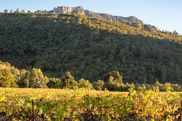 Vignes autour de La Roquebrussanne