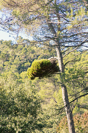 Nature à La Roquebrussanne