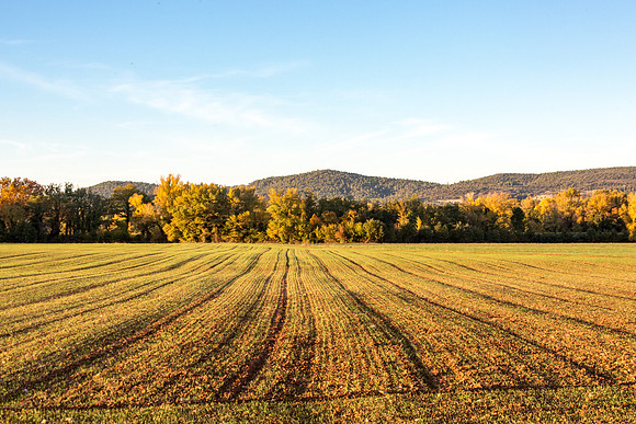Vignes autour de La Roquebrussanne