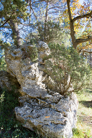 La Souces des Orris à La Roquebrussanne