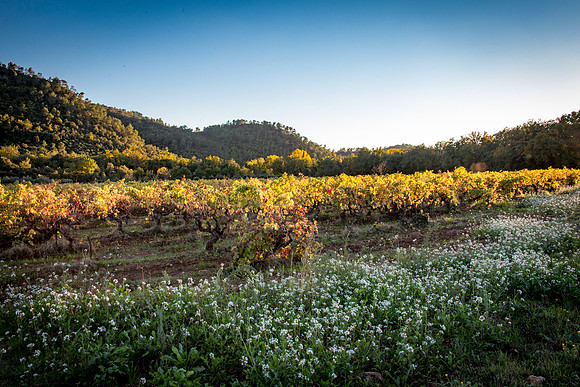 Vignes autour de La Roquebrussanne