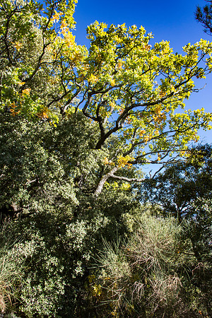Nature à La Roquebrussanne
