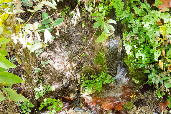 La Souces des Orris à La Roquebrussanne