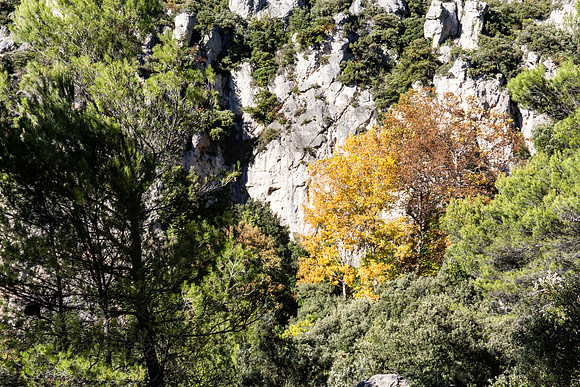 La Souces des Orris à La Roquebrussanne