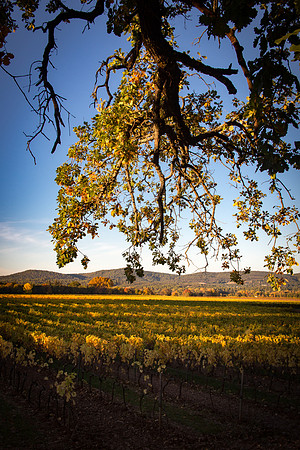 Vignes autour de La Roquebrussanne