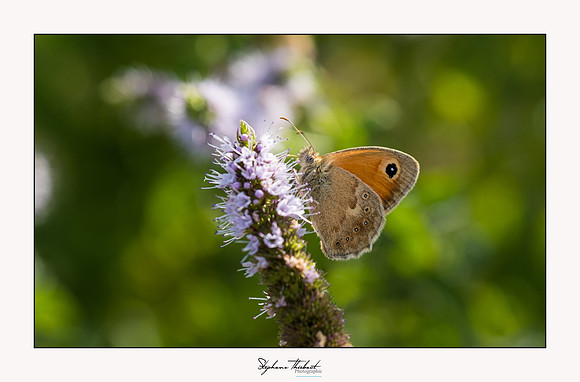 macrophotographie