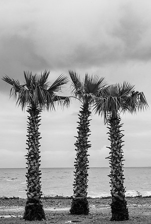 Trinité de palmiers à Banyuls-sur-Mer