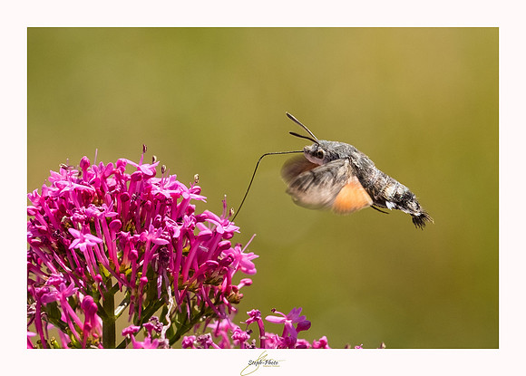 macrophotographie