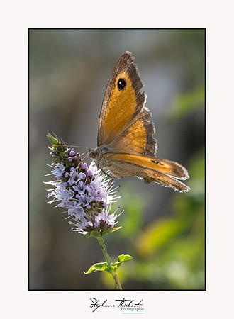 macrophotographie
