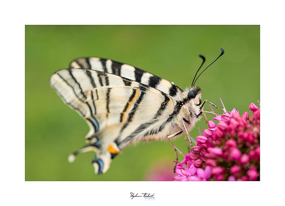 macrophotographie