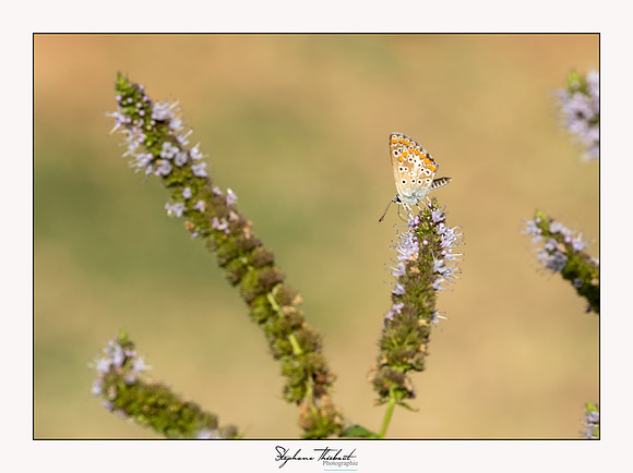 macrophotographie